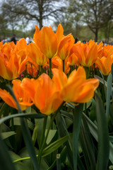 Netherlands,Lisse, CLOSE-UP OF ORANGE FLOWERING PLANT IN FIELD