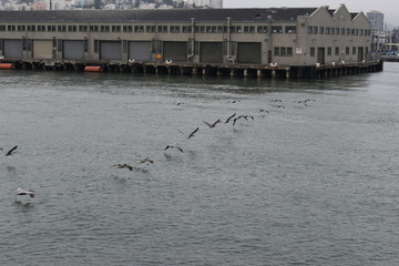 Gaviotas