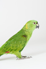 Side view of green parrot