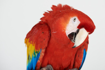 Naklejka premium Curious red parrot portrait