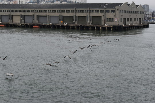 Gaviotas