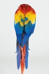 Back of macaw parrot