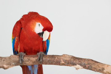 One parrot sitting on branch