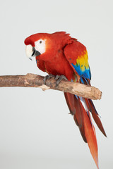 Colorful red parrot on branch