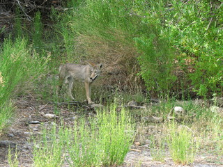 wild coyote hiding