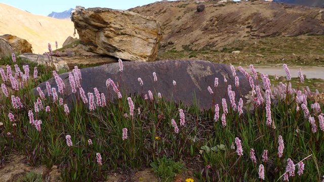 Polygonum affine flowers blowing in the wind on the mountain, species of flowering plant in the family Polygonaceae, native to the Himalayas, Kashmir India.