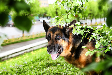 Dog German Shepherd in a park near branch of blossoming apple tree