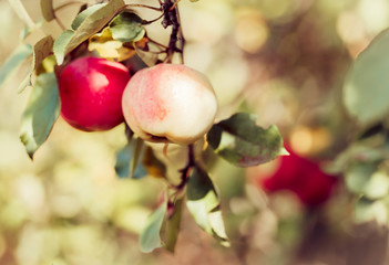 Fresh organic red apples on branch