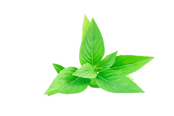 Sweet Basil isolated on white background