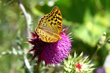 Photo of nature - butterfly on red flower at summer time. Pollination concept
