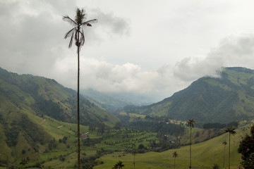 A tall wax palm tree facing the misty Cocora valley, in front of Salento, Colombia