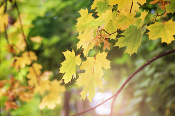 Maple tree in autumn