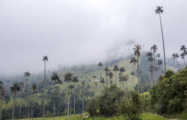 Tall wax palm trees in the cloudy Cocora valley, in the Nevados national park, Colombia