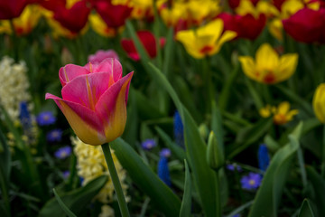 Netherlands,Lisse, a close up of a flower