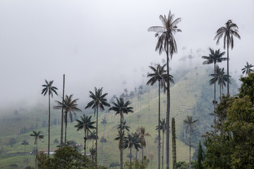 Tall wax palm trees in the cloudy Cocora valley, in the Nevados national park, Colombia
