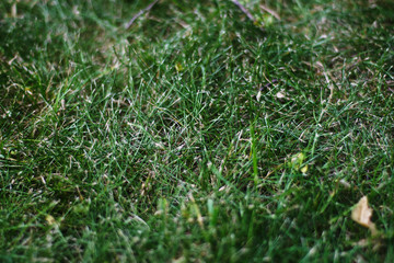 green grass english lawn