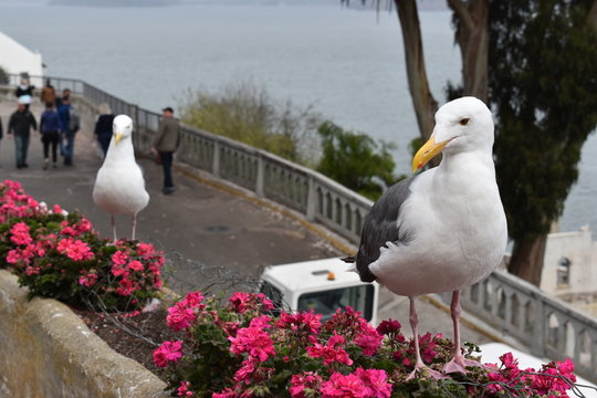Gaviota
