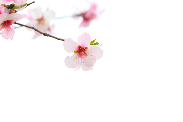 Japanese Cherry flowers (Sakura).