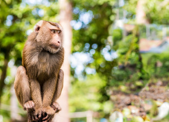large adult Crab-eating Macaque portrait of a monkey sitting on a wooden pole on a blurred background of a rainforest copy space invitation card tropical reserve