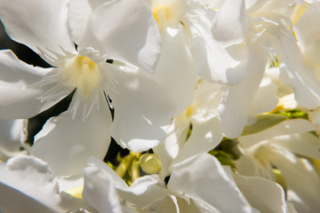 Fototapeta na wymiar White Nerium Oleander flower in bloom.