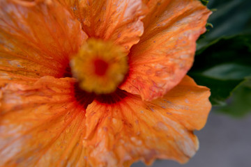 Orange Hibiscus flower selective focus.