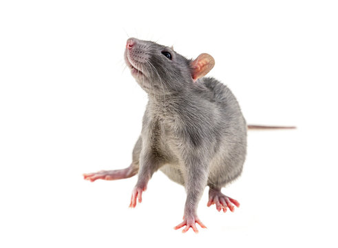 gray young rat small lean on a white background phobia fear rodent symbol hunger disaster war