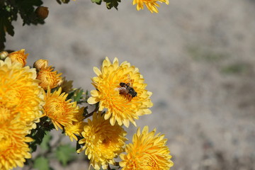 bee on flower