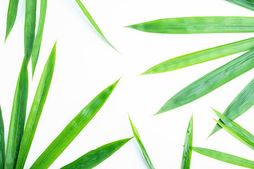 Green bamboo leaves