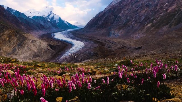 Beautiful landscpe of Drang-Drung Glacier with Beautiful landscpe  of Drang-Drung Glacier with flowers in the wind, Mountain glacier on zanskar road at Himalaya Range, Jammu and Kashmir, Ladakh India.