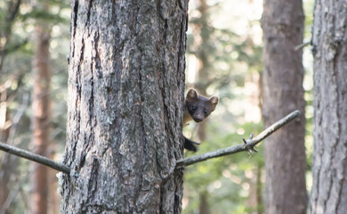 Pine marten on the branch of a tree