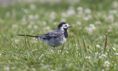 Wagtail walking on a green lawn in the spring