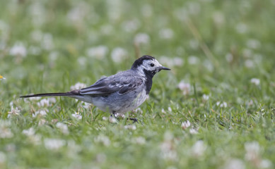 Wagtail walking on a green lawn in the spring
