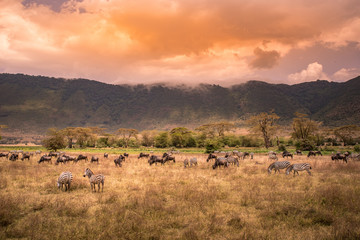 Obraz na płótnie Canvas Landscape of Ngorongoro crater - Herd of wild animals grazing on grassland - herd of zebra and wildebeests (also known as gnus) at sunset - Ngorongoro Conservation Area, Tanzania, Africa