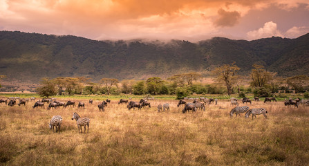 Landscape of Ngorongoro crater -  herd of zebra and wildebeests (also known as gnus) grazing on grassland  -  wild animals at sunset - Ngorongoro Conservation Area, Tanzania, Africa - obrazy, fototapety, plakaty