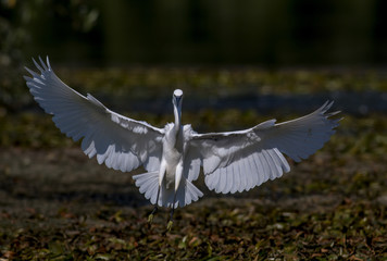 Little Egret landing