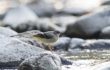 Grey wagtail juvenile