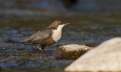 Dipper sitting on a stone