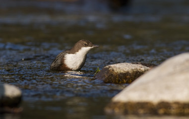 Dipper sitting on a stone