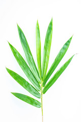 Fototapeta na wymiar Green bamboo leaves