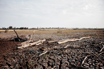Dry ground cracked and woods.