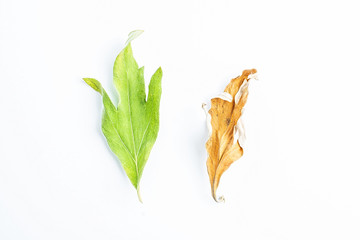 Chinese herbal medicine fresh leaves and sun-dried leaves
