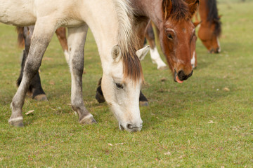 Naklejka na ściany i meble horses eat grass in the pasture