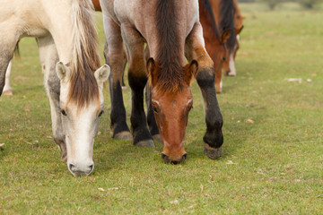 Naklejka na ściany i meble horses eat grass in the pasture