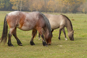 horses eat grass in the pasture