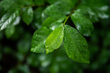 Green leaves with droplets after rain