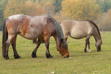 horses eat grass in the pasture