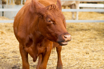 portrait of brown cow