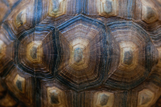 Tortoise Shell texture