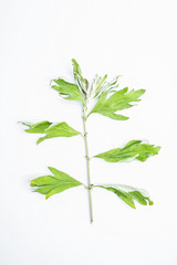 Obraz premium Fresh Chinese herbal medicine