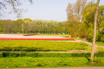 Netherlands,Lisse, a close up of a lush green field